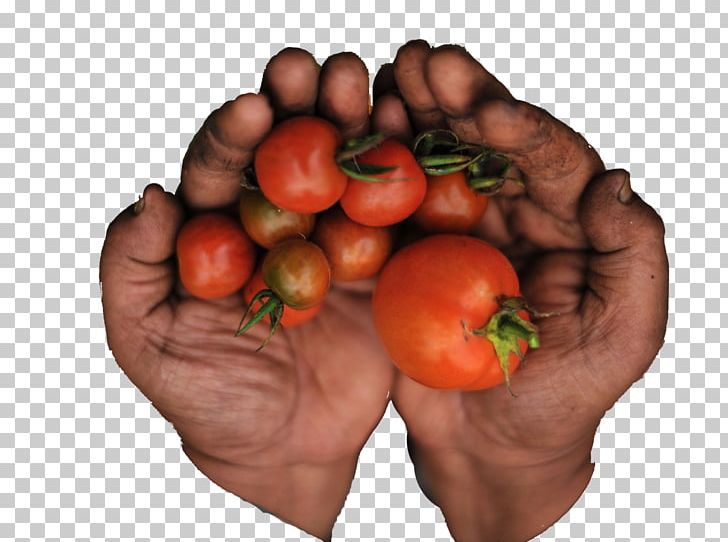 Plum Tomato Food Visual Software Systems Ltd. Bush Tomato PNG, Clipart, Apple, Bush Tomato, Concept, Copy1, Diet Free PNG Download