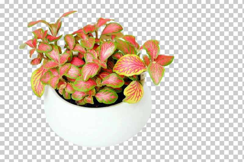 Plants Flowerpot Fruit Science Biology PNG, Clipart, Biology, Flowerpot, Fruit, Plants, Science Free PNG Download