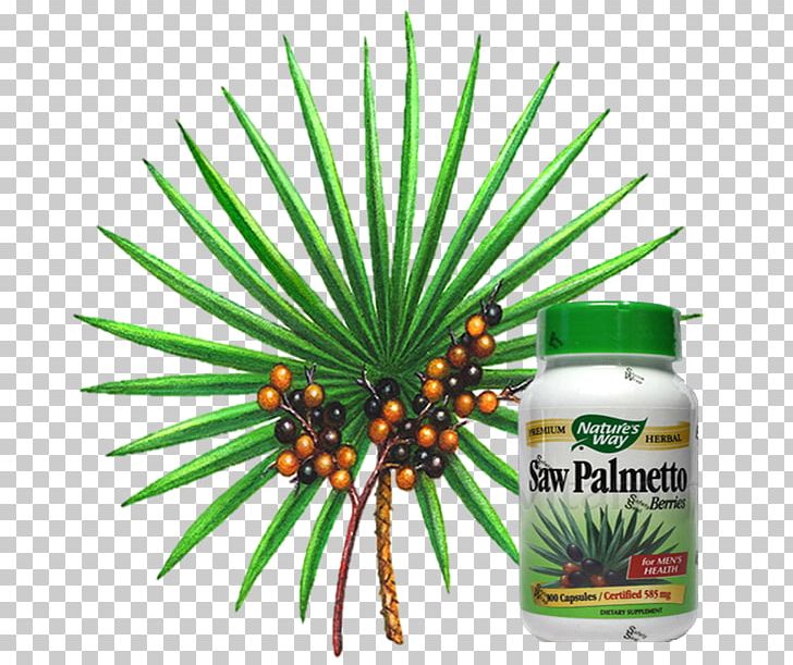 Arecaceae Saw Palmetto Extract Prostate Dihydrotestosterone PNG, Clipart, Arecaceae, Arecales, Auglis, Botak, Creatine Free PNG Download