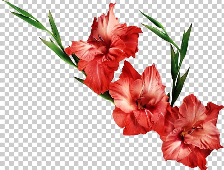 Gladiolus Birth Flower PNG, Clipart, Birth Flower, Bulb, Carnation, Color, Corm Free PNG Download