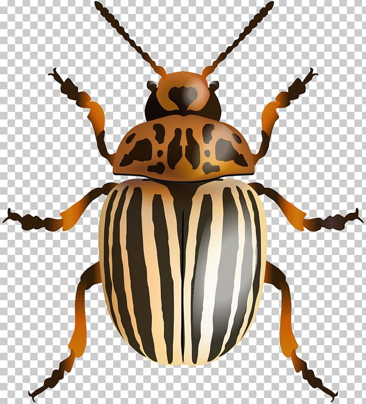 Japanese Rhinoceros Beetle PNG, Clipart, Animals, Arthropod, Beetle, Cetonia Aurata, Computer Icons Free PNG Download