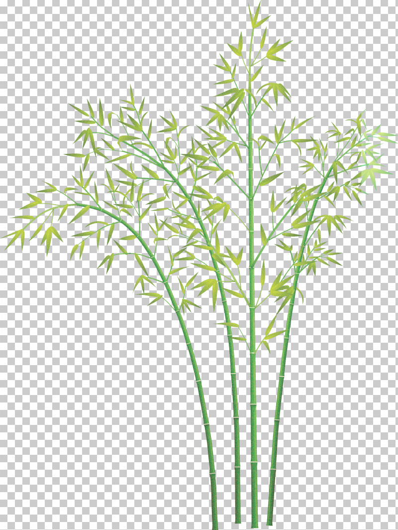 Bamboo Leaf PNG, Clipart, Bamboo, Flower, Grass, Grass Family, Heracleum Plant Free PNG Download