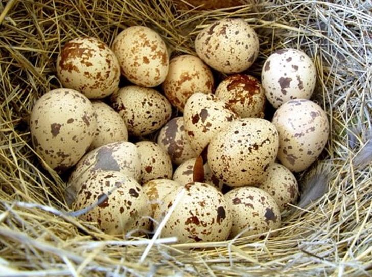Common Quail Bird Quail Eggs PNG, Clipart, Animals, Bird, Bird Nest, Common Quail, Coturnix Free PNG Download