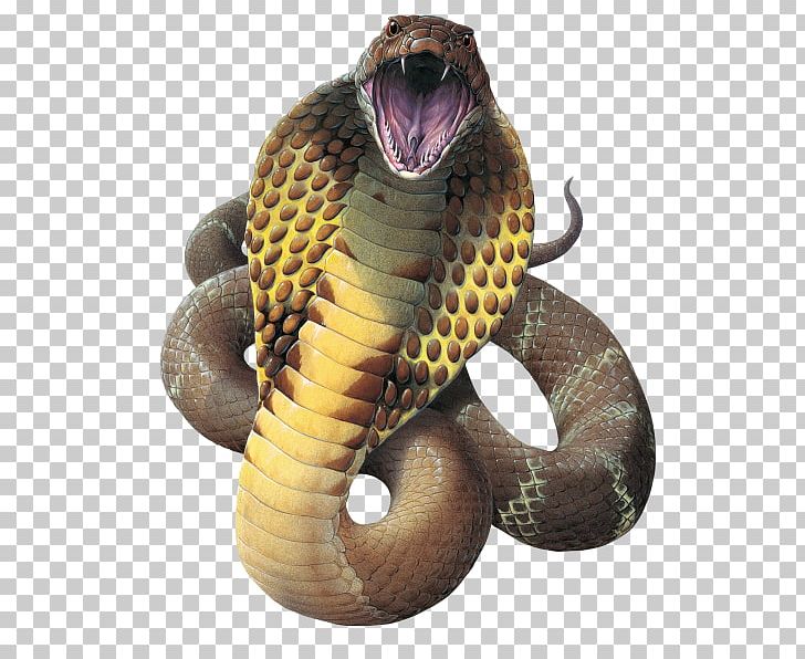 Snake King Cobra Reptile Gaboon Viper PNG, Clipart, Animal, Animals, Cobra, Colubridae, Desktop Wallpaper Free PNG Download