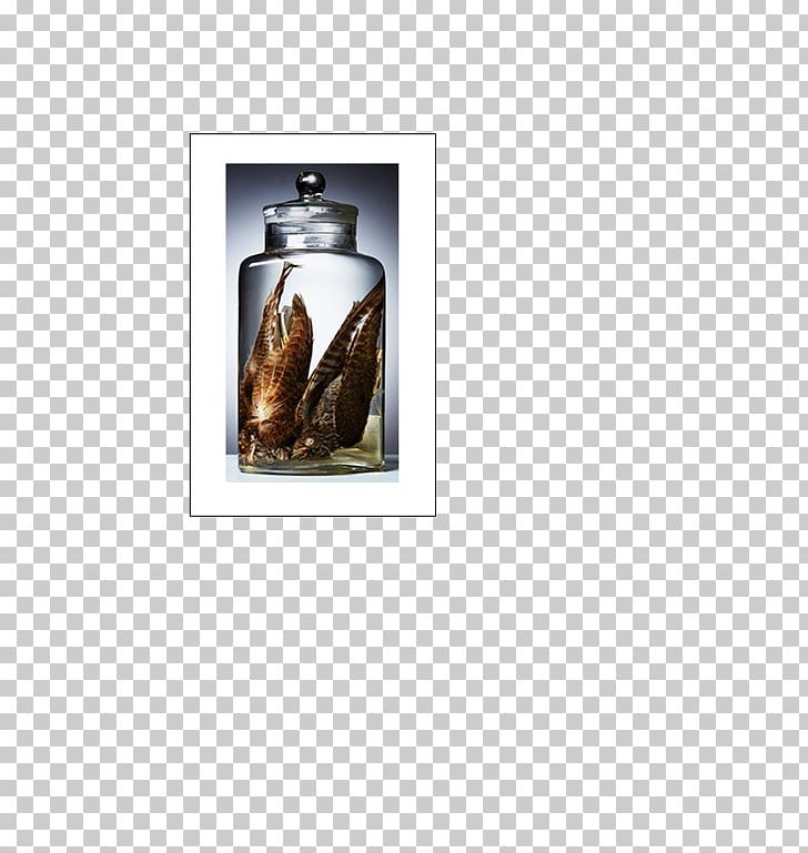 Bottle Liquid PNG, Clipart, Bottle, Common Shrew, Liquid, Objects Free PNG Download