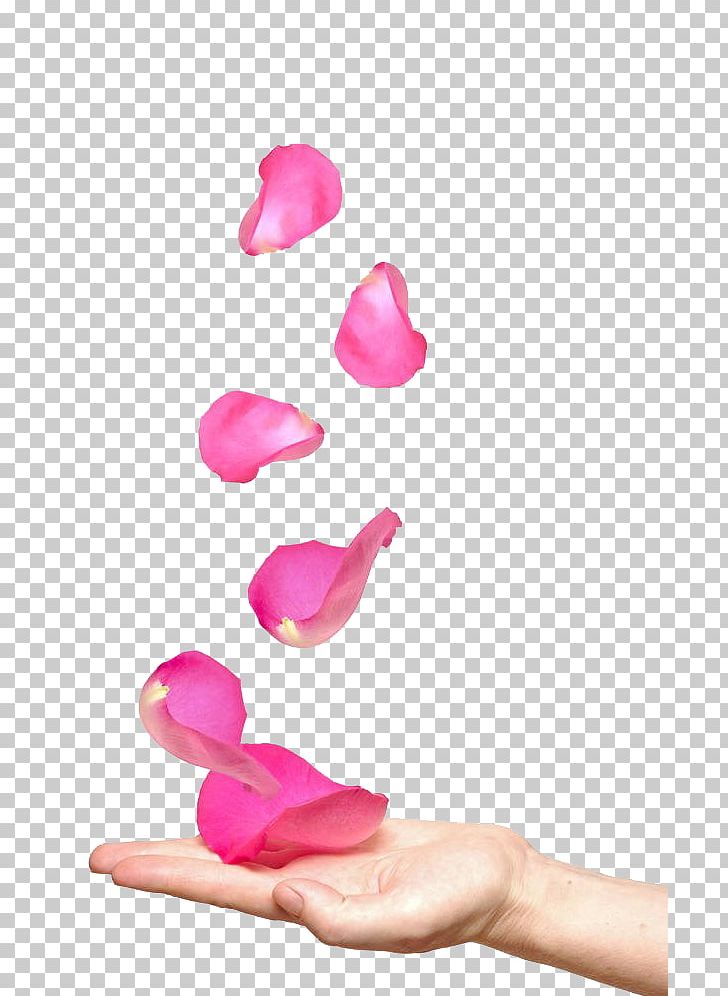 Rose Stock Photography Petal Flower PNG, Clipart, Drawing, Fall, Finger, Flowers, Fotosearch Free PNG Download
