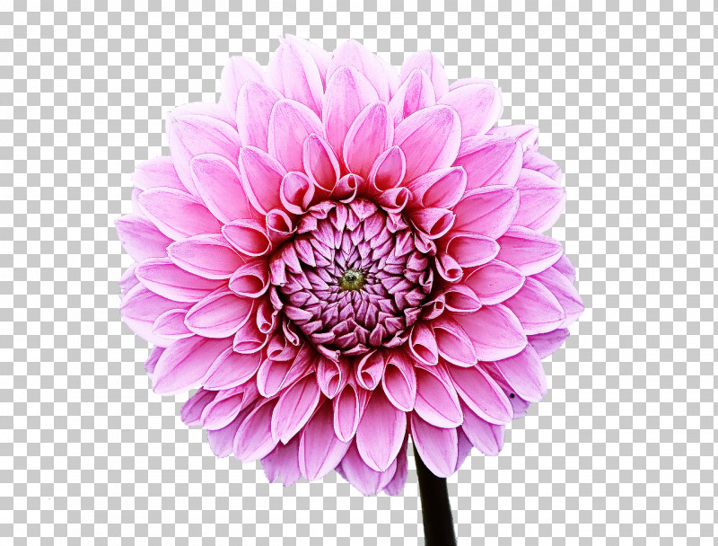 Flower Plant Petal Pink Dahlia PNG, Clipart, Cut Flowers, Dahlia, Flower, Gerbera, Petal Free PNG Download