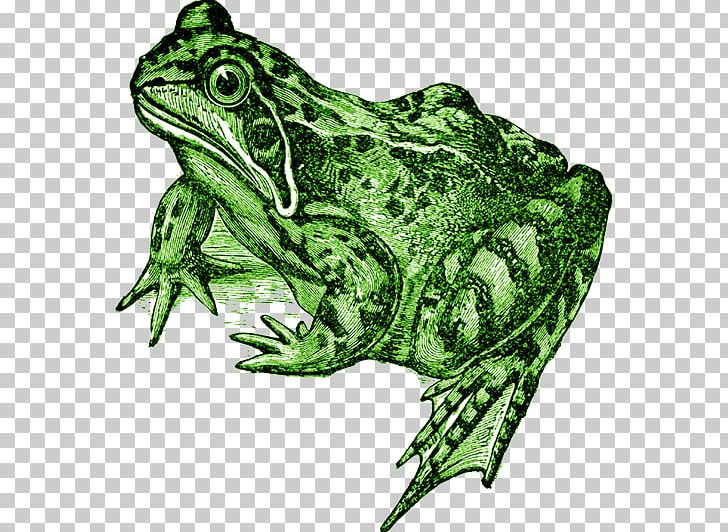 American Bullfrog Toad True Frog Tree Frog PNG, Clipart, American Bullfrog, Amphibian, Animals, Background, Bullfrog Free PNG Download
