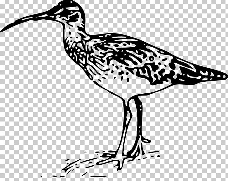 Bristle-thighed Curlew Long-billed Curlew PNG, Clipart, Aloe, Aloe Vera, Aloe Vera Pulp 12 0 1, Beak, Bird Free PNG Download