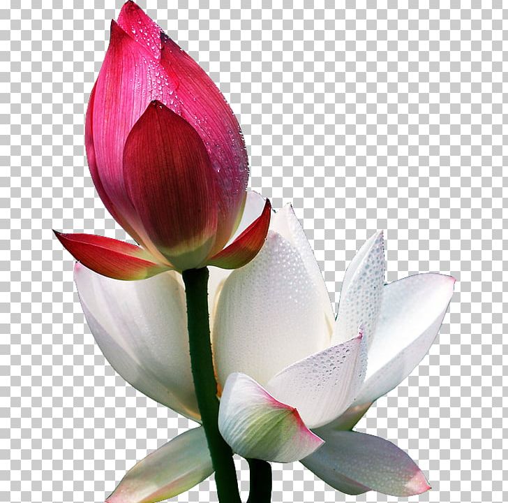 Flower Morning Information Blog PNG, Clipart, Aquatic Plant, Bud, Cut Flowers, Day, Flowering Plant Free PNG Download