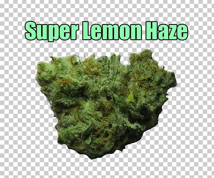 Haze Skunk Cannabis Sativa Flavor PNG, Clipart, Animals, Cannabis, Cannabis Sativa, Citrus, Flavor Free PNG Download