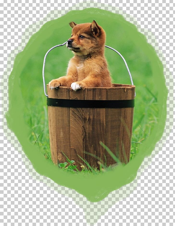 Puppy Tamaskan Dog Samoyed Dog West Highland White Terrier Desktop PNG, Clipart, Animals, Bucket, Carnivoran, Desktop Wallpaper, Dog Breed Free PNG Download