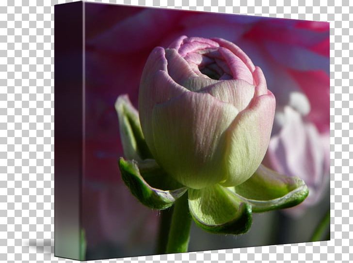 Ranunculus Asiaticus Petal Flower Art Painting PNG, Clipart, Art, Artist, Bud, Buttercup, Fine Art Free PNG Download