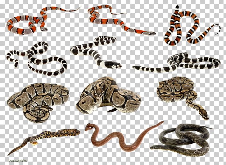 Snake Reptile Python PNG, Clipart, Animal, Animal Figure, Animals, Brown Tree Snake, Cerastes Cerastes Free PNG Download
