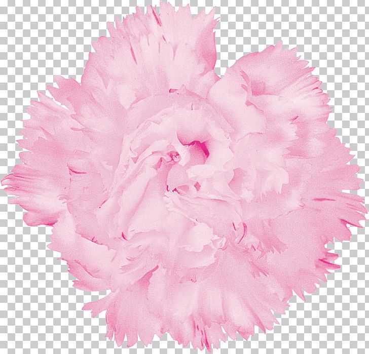 Carnation Cut Flowers Plant PNG, Clipart, Advertising, Carnation, Cut Flowers, Flower, Flowering Plant Free PNG Download