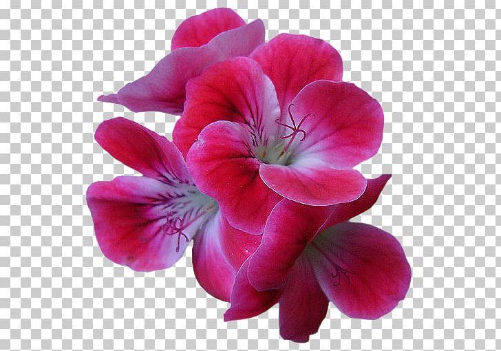 Flower PNG, Clipart, Annual Plant, Blog, Cut Flowers, Desktop Wallpaper, Fiori Free PNG Download