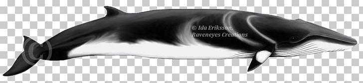 Porpoise Common Bottlenose Dolphin Cetaceans Gervais' Beaked Whale Northern Bottlenose Whale PNG, Clipart,  Free PNG Download