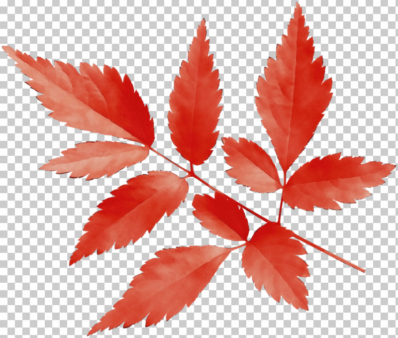 Maple Leaf PNG, Clipart, Deciduous, Flower, Hemp Family, Leaf, Maple Free PNG Download