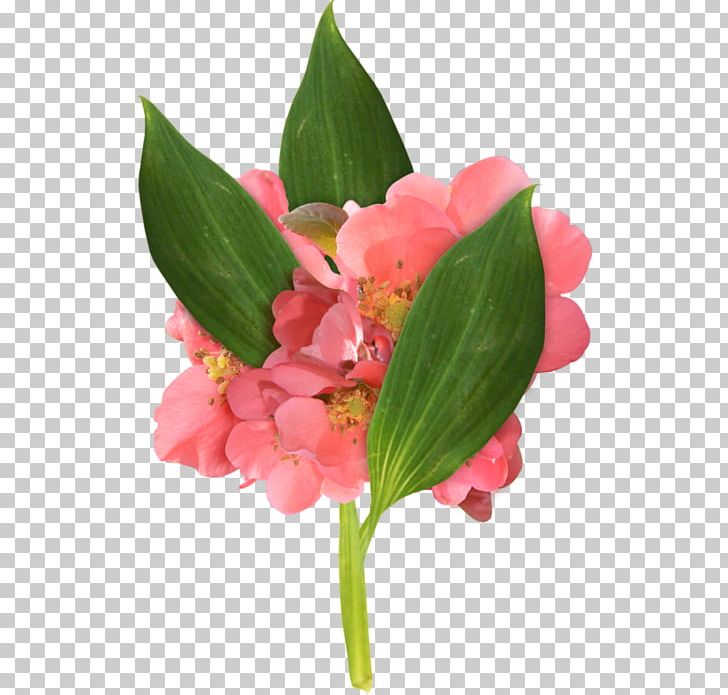 Cut Flowers Hydrangea Floral Design PNG, Clipart, Alstroemeriaceae, Blossom, Cari, Cut Flowers, Download Free PNG Download