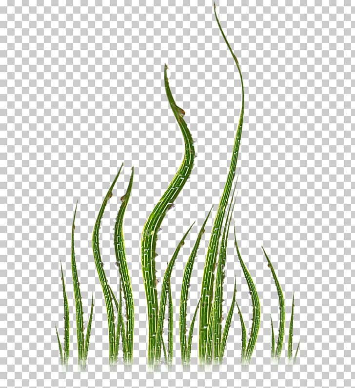 Plant Green Grasses Leaf PNG, Clipart, Background Green, Bending, Branch, Common Daisy, Curved Arrow Free PNG Download
