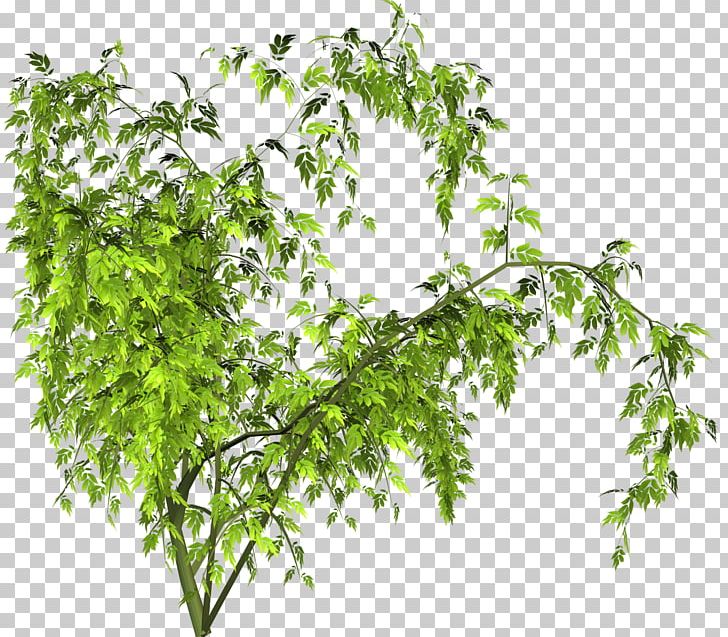 Portable Network Graphics Tree Branch Digital PNG, Clipart, Branch, Digital Image, Flowerpot, Herb, Leaf Free PNG Download