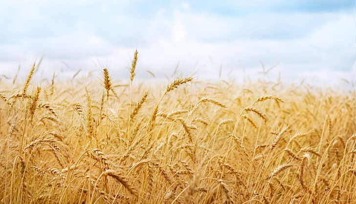 Wheat Fields Desktop High-definition Video PNG, Clipart, Agriculture, Aspect Ratio, Avena, Cereal, Commodity Free PNG Download