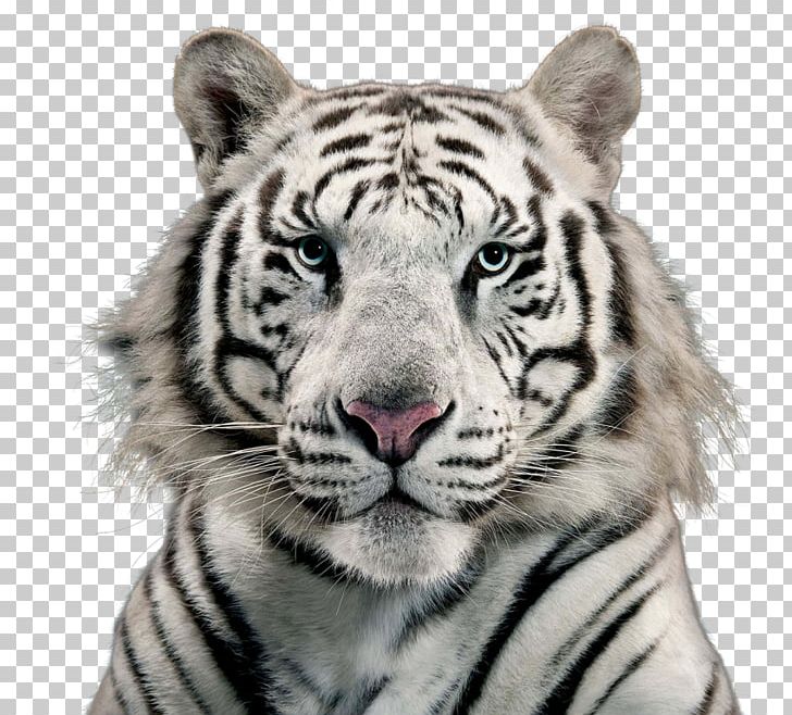 White Tiger Cat Bengal Tiger PNG, Clipart, Animal, Animals, Bengal Tiger, Big Cats, Carnivoran Free PNG Download