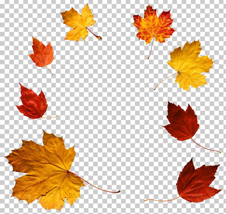 Autumn Leaf Color PNG, Clipart, Autumn, Autumn Leaf Color, Download, Flower, Flowering Plant Free PNG Download