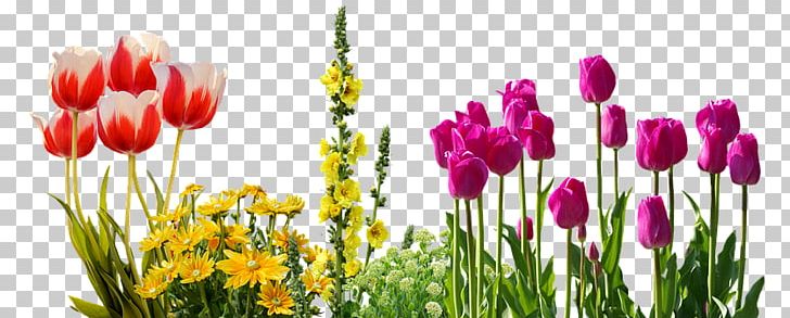 Flower Garden Rose Pansy PNG, Clipart, Border, Bud, Computer Wallpaper, Field, Flower Free PNG Download