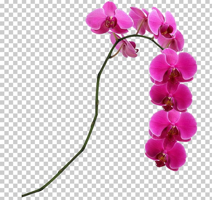 Flower Moth Orchids Pink Singapore Orchid Lady's Slipper Orchids PNG, Clipart, Blossom, Branch, Coelogyne, Cut Flowers, Dactylorhiza Fuchsii Free PNG Download