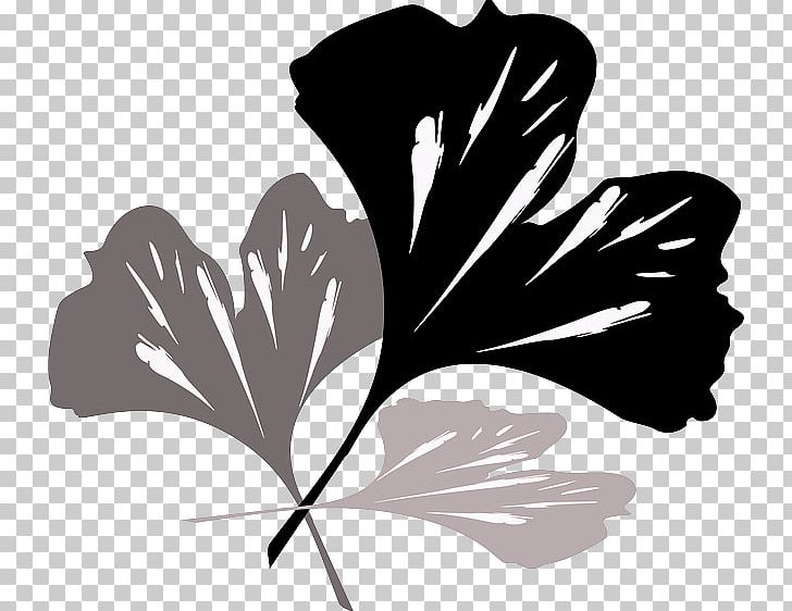 Ginkgo Biloba Tree Plant Petal Leaf PNG, Clipart, Black And White, Flower, Flowering Plant, Ginkgo Biloba, Hand Free PNG Download