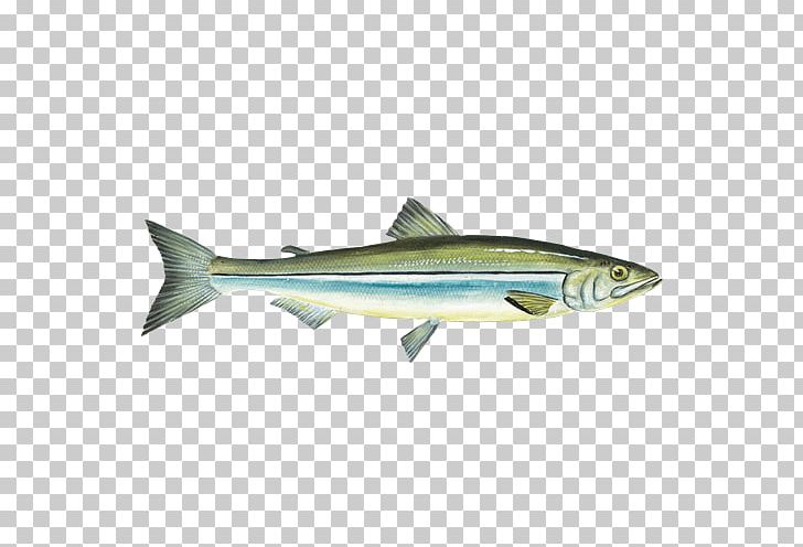 Sardine Rainbow Smelt Seafood Watch PNG, Clipart, Bonito, Bony Fish, Cod, Drawing, Fin Free PNG Download