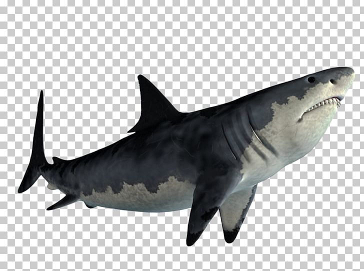 Tiger Shark Great White Shark Shark Jaws PNG, Clipart, Animals, Carcharhiniformes, Cartilaginous Fish, Editing, Fauna Free PNG Download