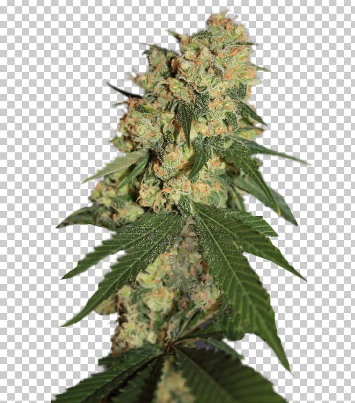 Cannabis Sativa Seed Company Seed Bank PNG, Clipart, Cannabis, Cannabis Sativa, Cultivar, Dostawa, Hemp Free PNG Download