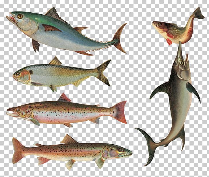 Fish As Food Sardine PNG, Clipart, Animal, Animals, Aquarium Fish, Batoidea, Bony Fish Free PNG Download