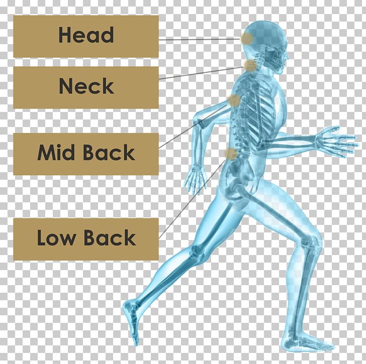 Human Skeleton Running Hip PNG, Clipart, Active Spine And Sport, Angle, Arm, Bone, Calf Free PNG Download