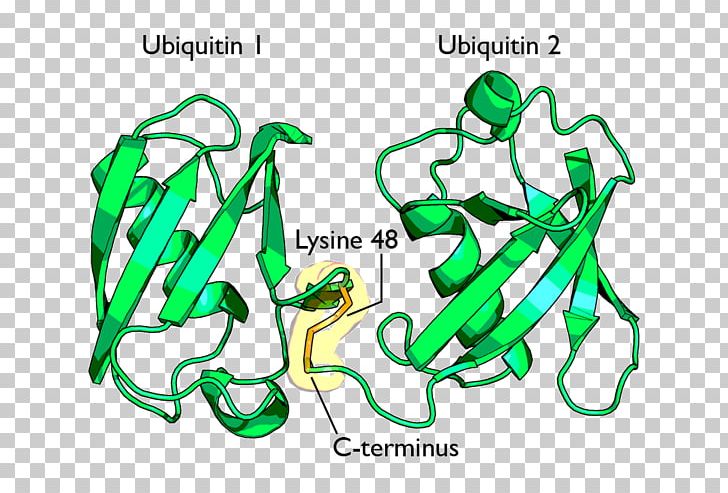Ubiquitin-activating Enzyme Lysine Proteasome Protein PNG, Clipart, Acetylation, Amino Acid, Angelman Syndrome, Area, Carboxylation Free PNG Download