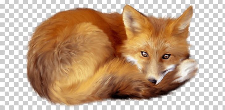 Fox Lying Down PNG, Clipart, Animals, Foxes Free PNG Download