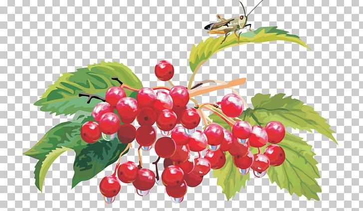 Guelder-rose Shrub Fruit Crops PNG, Clipart, Berry, Cherry, Chinese Hawthorn, Cranberry, Currant Free PNG Download