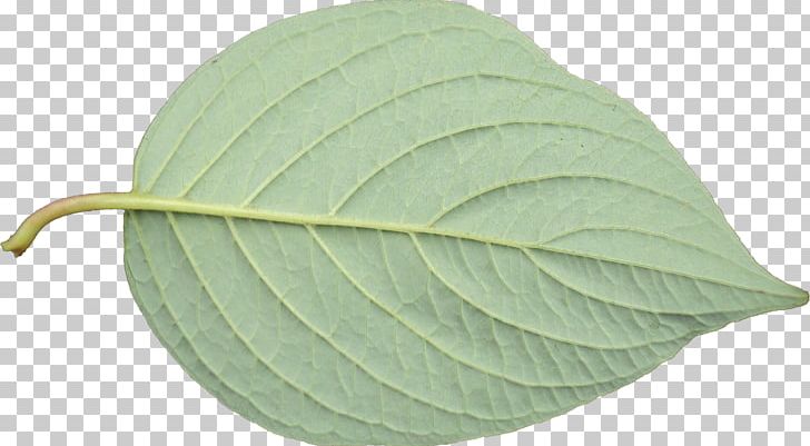 Leaf PNG, Clipart, Leaf, Leaf Texture, Plant, Texture Free PNG Download