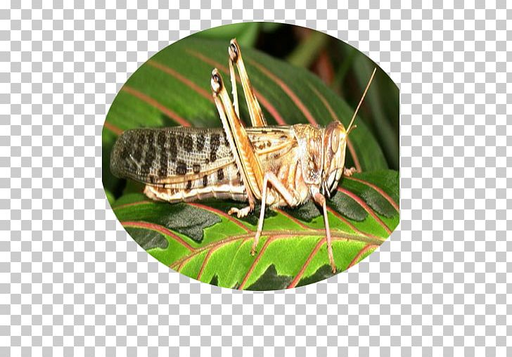 Locust Grasshopper PNG, Clipart, Apk, Arthropod, Ckeditor, Cricket, Cricket Like Insect Free PNG Download
