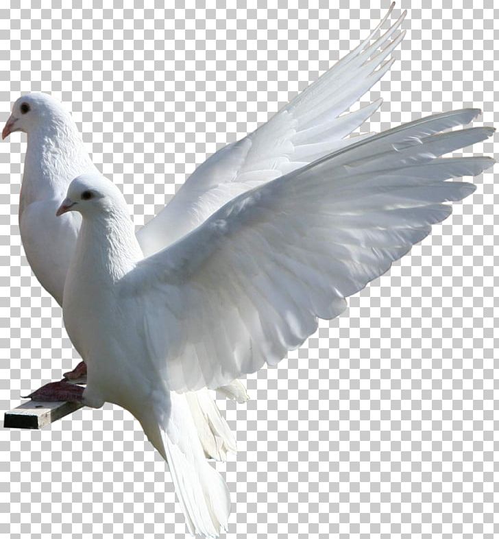 Bird European Herring Gull Blog Hosting Company Dewy Host PNG, Clipart, Animals, Beak, Bird, Blog, Computer Icons Free PNG Download