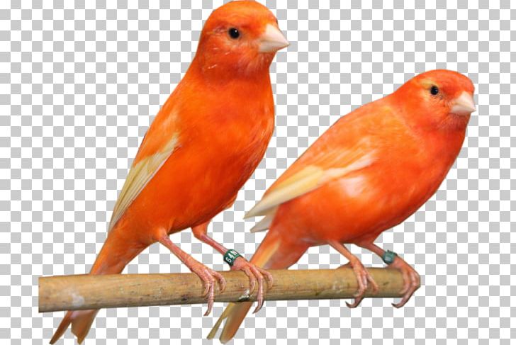 Domestic Canary Bird Finches Aviary Moulting PNG, Clipart, Atlantic Canary, Aviary, Beak, Bird, Cage Free PNG Download