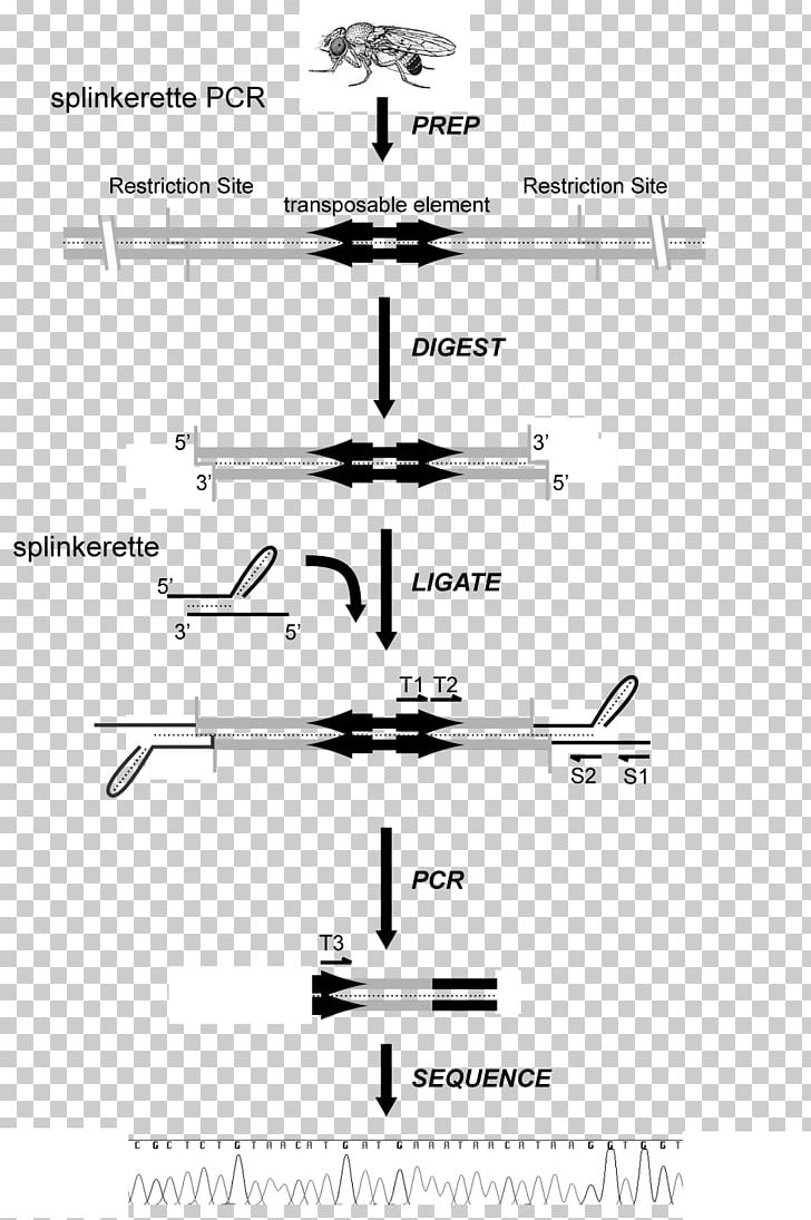 Inverse Polymerase Chain Reaction Transposable Element P Element Enhancer Trap PNG, Clipart, Agarose Gel Electrophoresis, Angle, Art, Black And White, Common Fruit Fly Free PNG Download