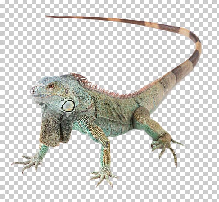 Lizard Reptile Sticker Decal PNG, Clipart, Agama, Agamidae, Animals, Blue, Chameleons Free PNG Download