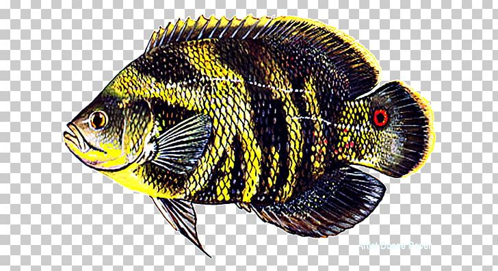 Oscar Common Carp Aquarium Freshwater Fish PNG, Clipart, Angling, Aquarium, Cichlid, Common Carp, Fauna Free PNG Download