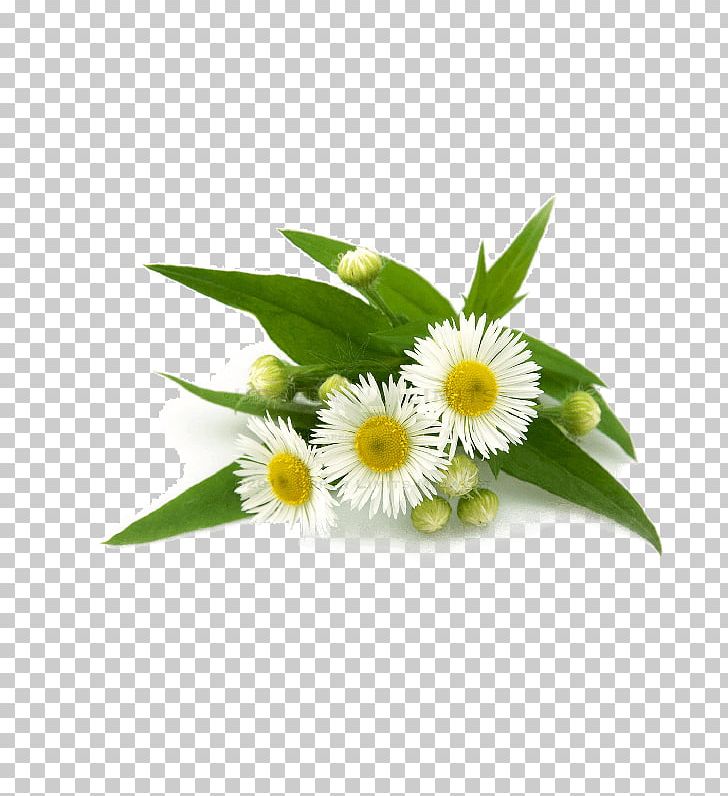 Tea German Chamomile Vegetarian Cuisine Roman Chamomile PNG, Clipart, Anthemis, Anthemis Cotula, Chamomile, Cut Flowers, Daisy Free PNG Download