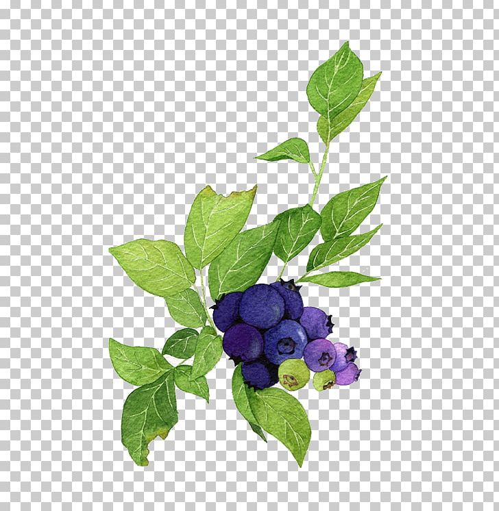 Blueberry Poster Watercolor Painting Illustration PNG, Clipart, Autumn Leaves, Bilberry, Blueberry, Branch, Fall Leaves Free PNG Download