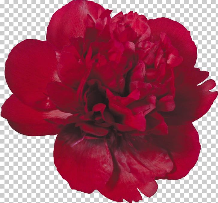 Flower Red PNG, Clipart, Annual Plant, Carnation, Clip Art, Computer Software, Cut Flowers Free PNG Download