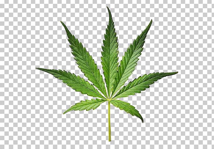Legality Of Cannabis Medical Cannabis Cannabis Smoking Legalization PNG, Clipart, Android, App, Cannabis, Cannabis In India, Cannabis Smoking Free PNG Download